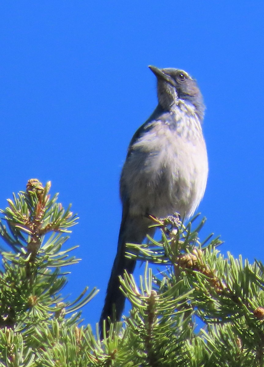 Woodhouse's Scrub-Jay - ML620180474