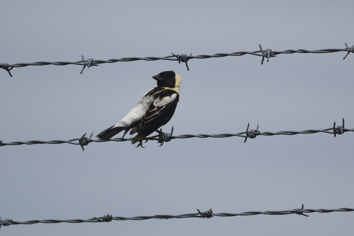 Bobolink - ML620180478