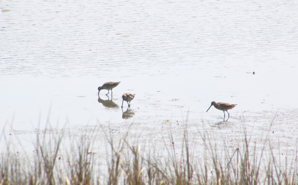 Long-billed Dowitcher - ML620180484