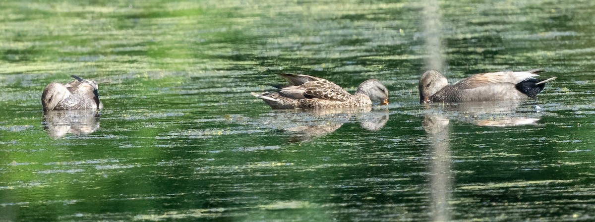 Gadwall - ML620180495