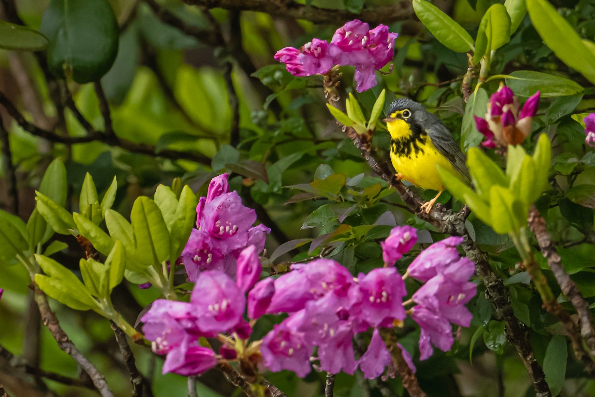 Canada Warbler - ML620180500