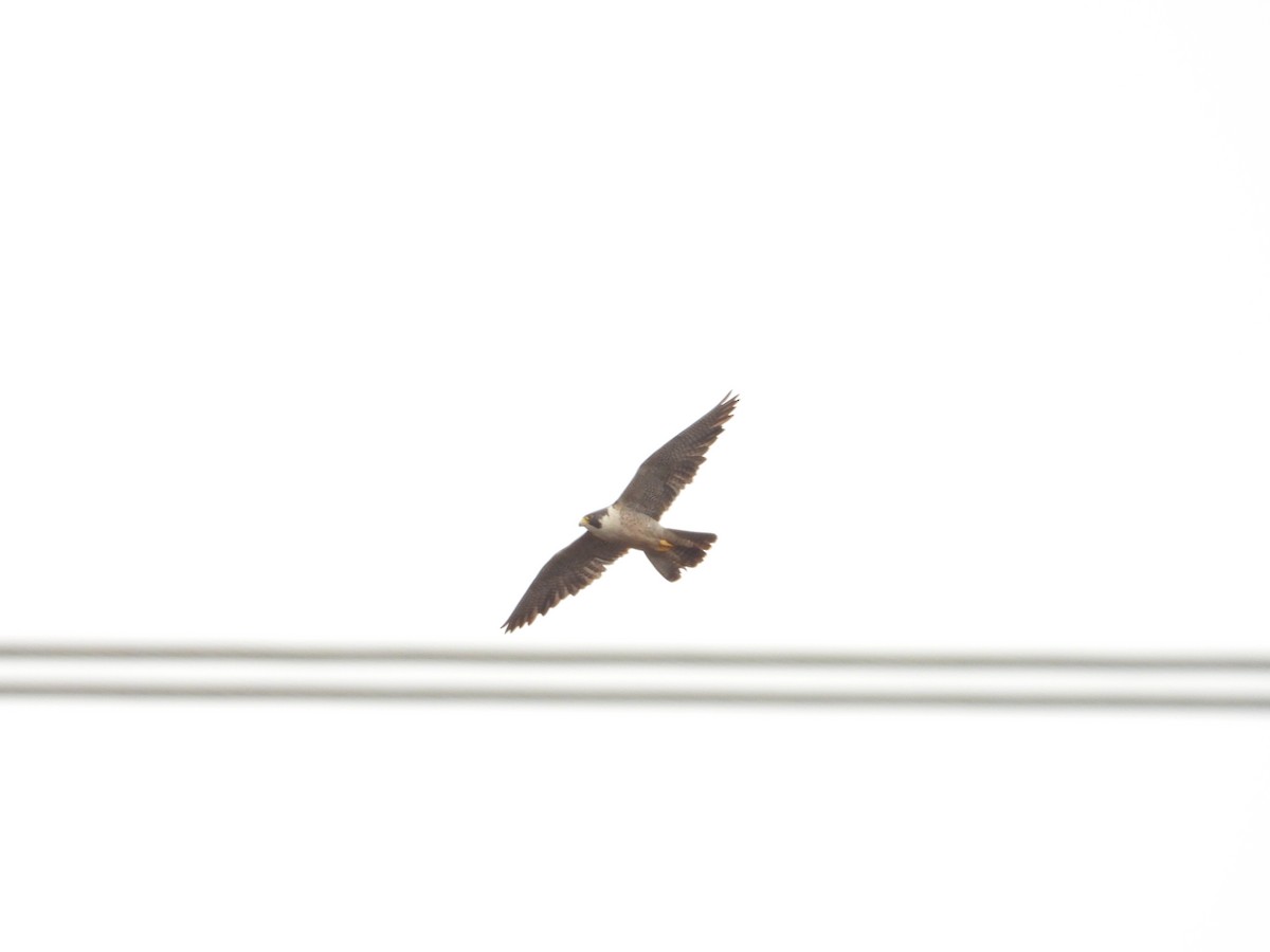 Peregrine Falcon - Bill Holland