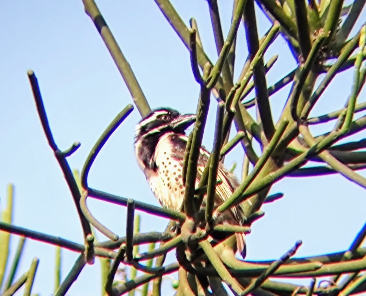 Spot-flanked Barbet - ML620180511