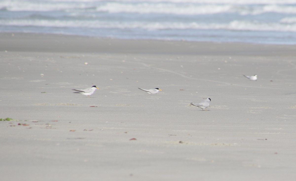 Least Tern - ML620180531