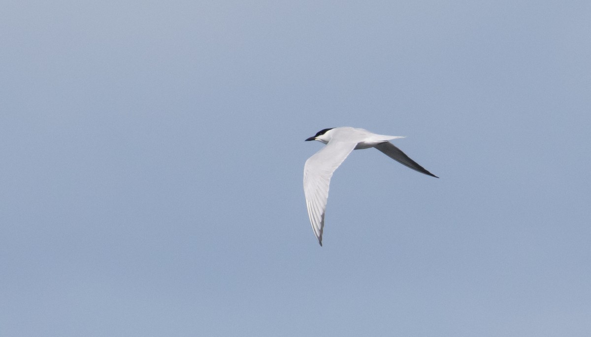 Gull-billed Tern - ML620180534