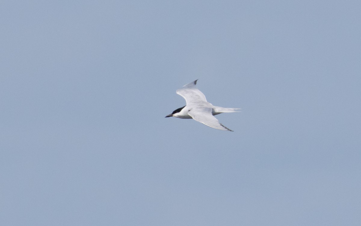 Gull-billed Tern - ML620180535