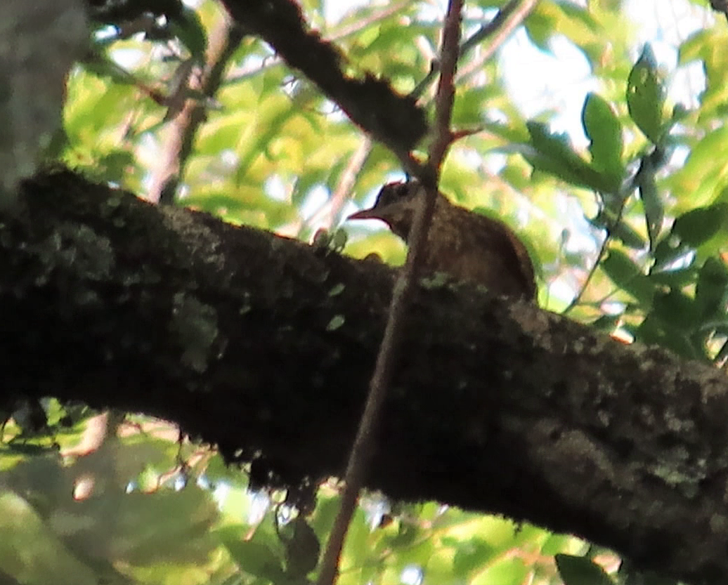 Ocellated Woodcreeper - ML620180537