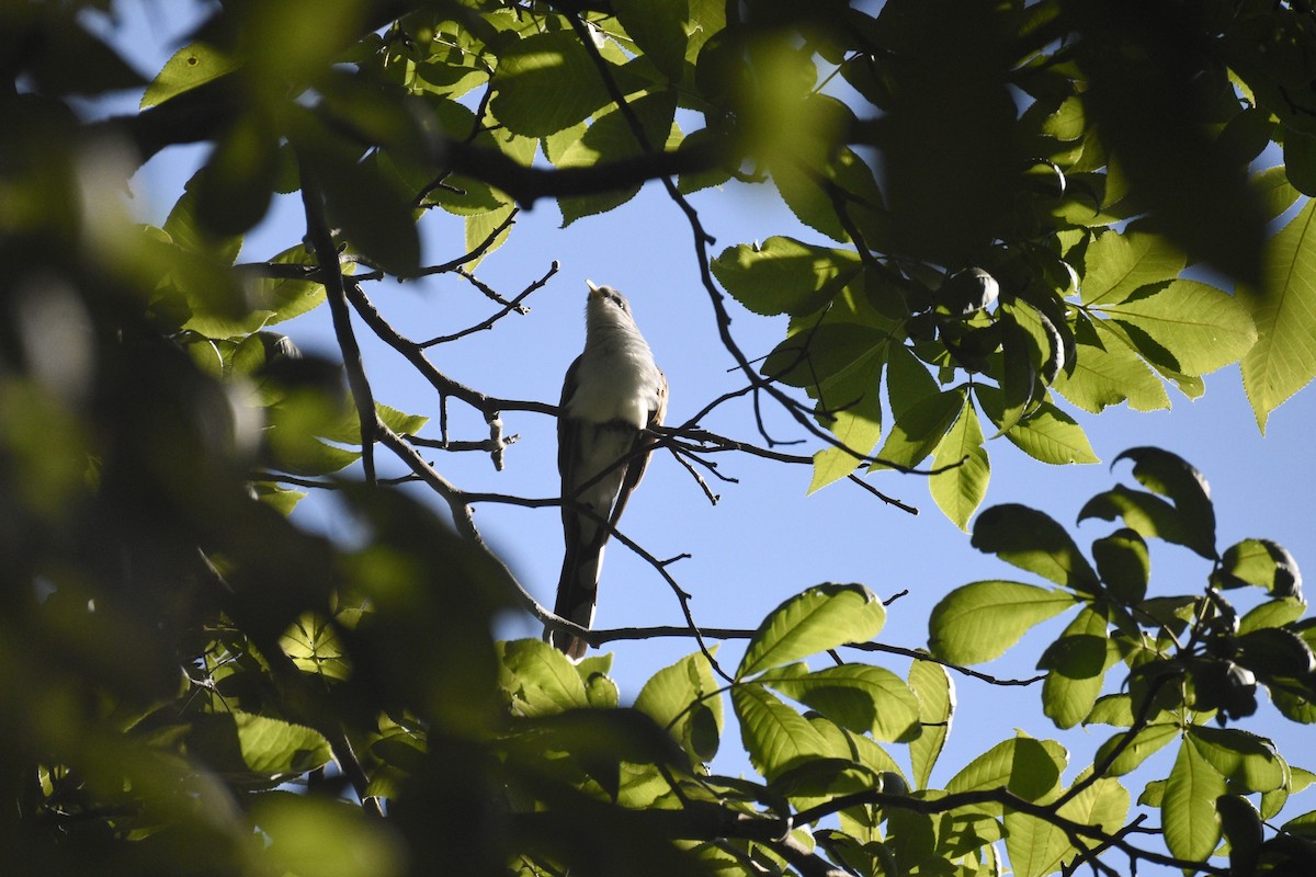 Yellow-billed Cuckoo - ML620180549