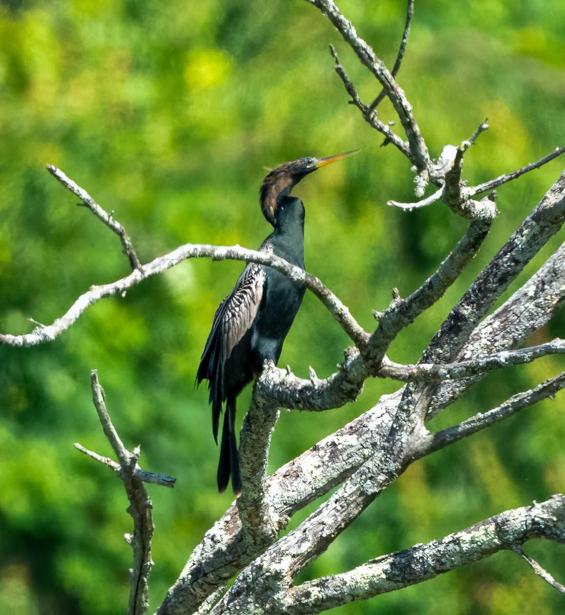 anhinga americká - ML620180551