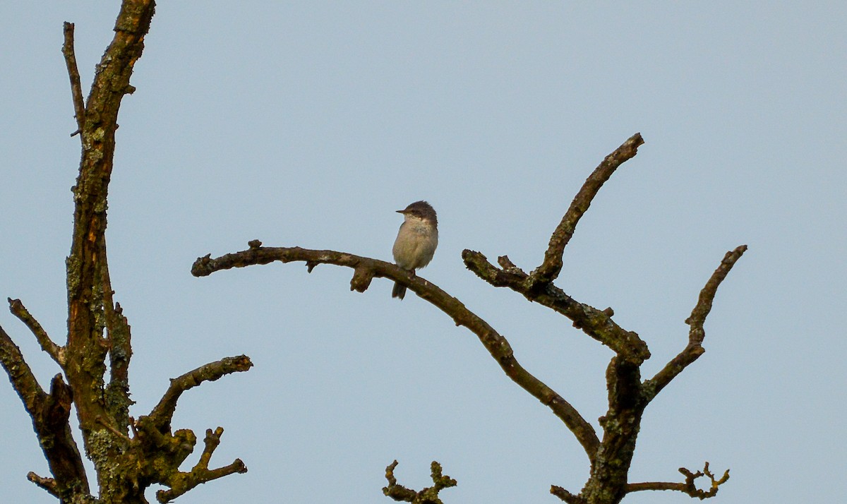 Curruca Zarcerilla - ML620180558