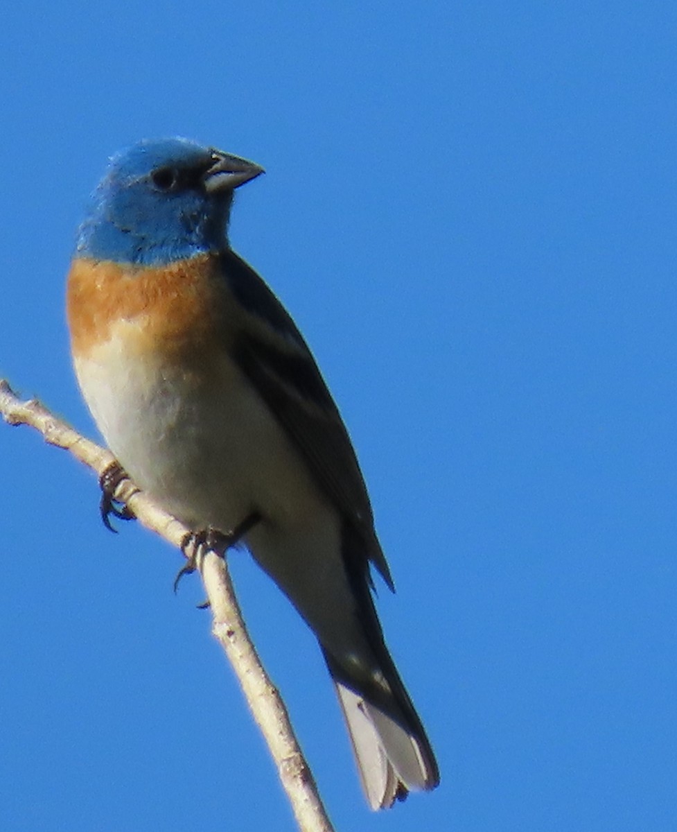 Lazuli Bunting - ML620180560