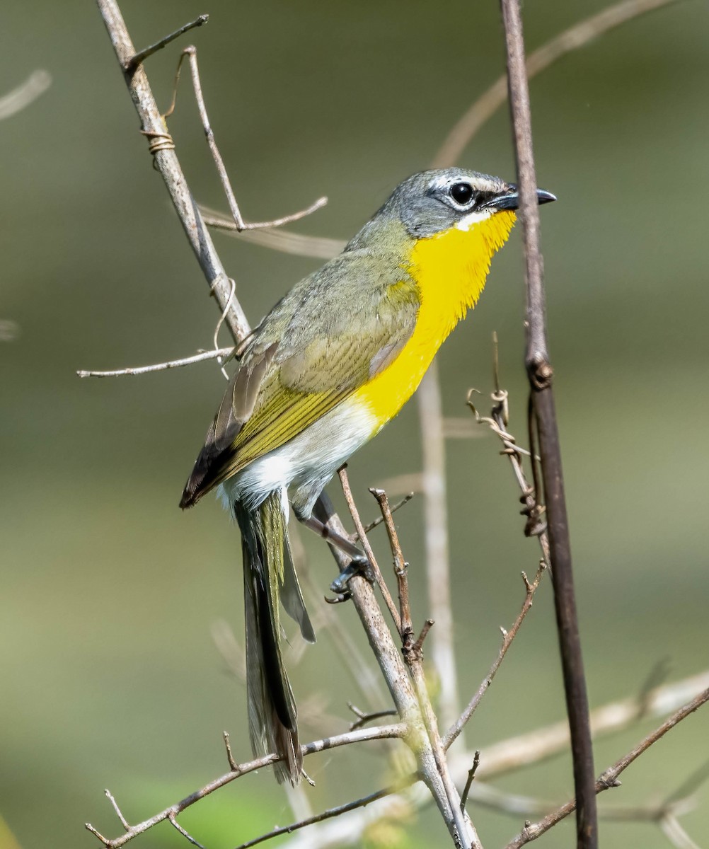 Yellow-breasted Chat - ML620180564