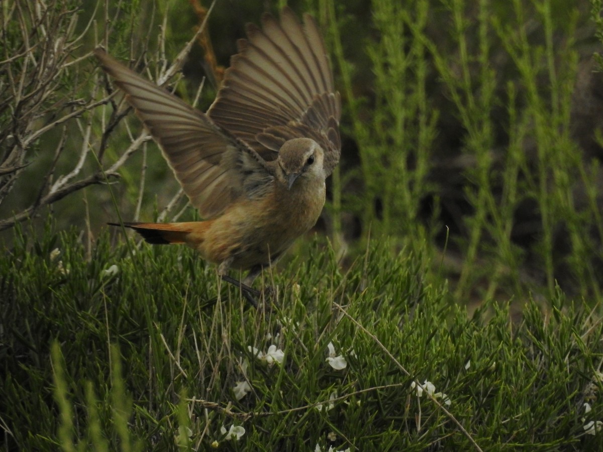 Persian Wheatear - ML620180568