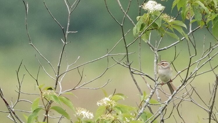 Clay-colored Sparrow - ML620180572