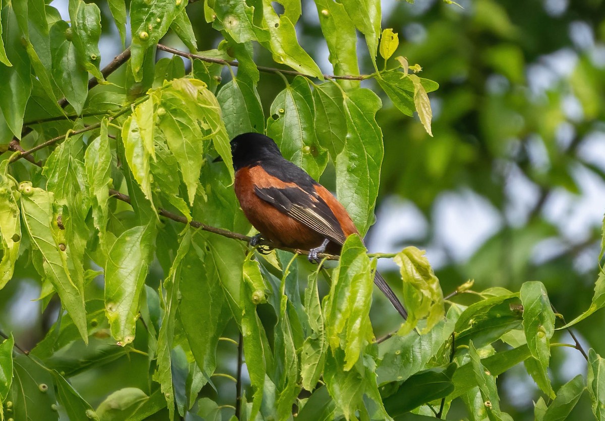 Orchard Oriole - ML620180575