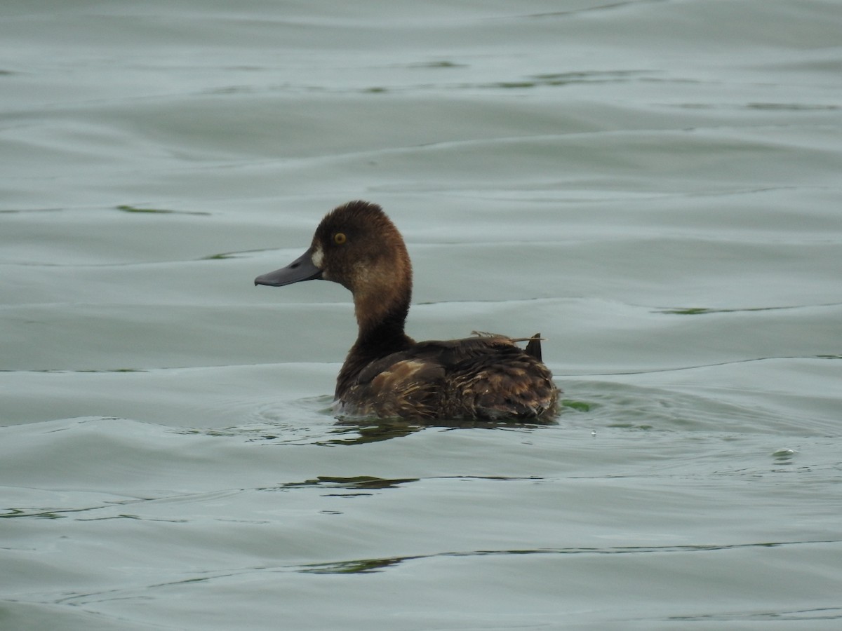 Lesser Scaup - ML620180576