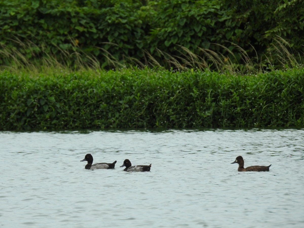 Lesser Scaup - ML620180578