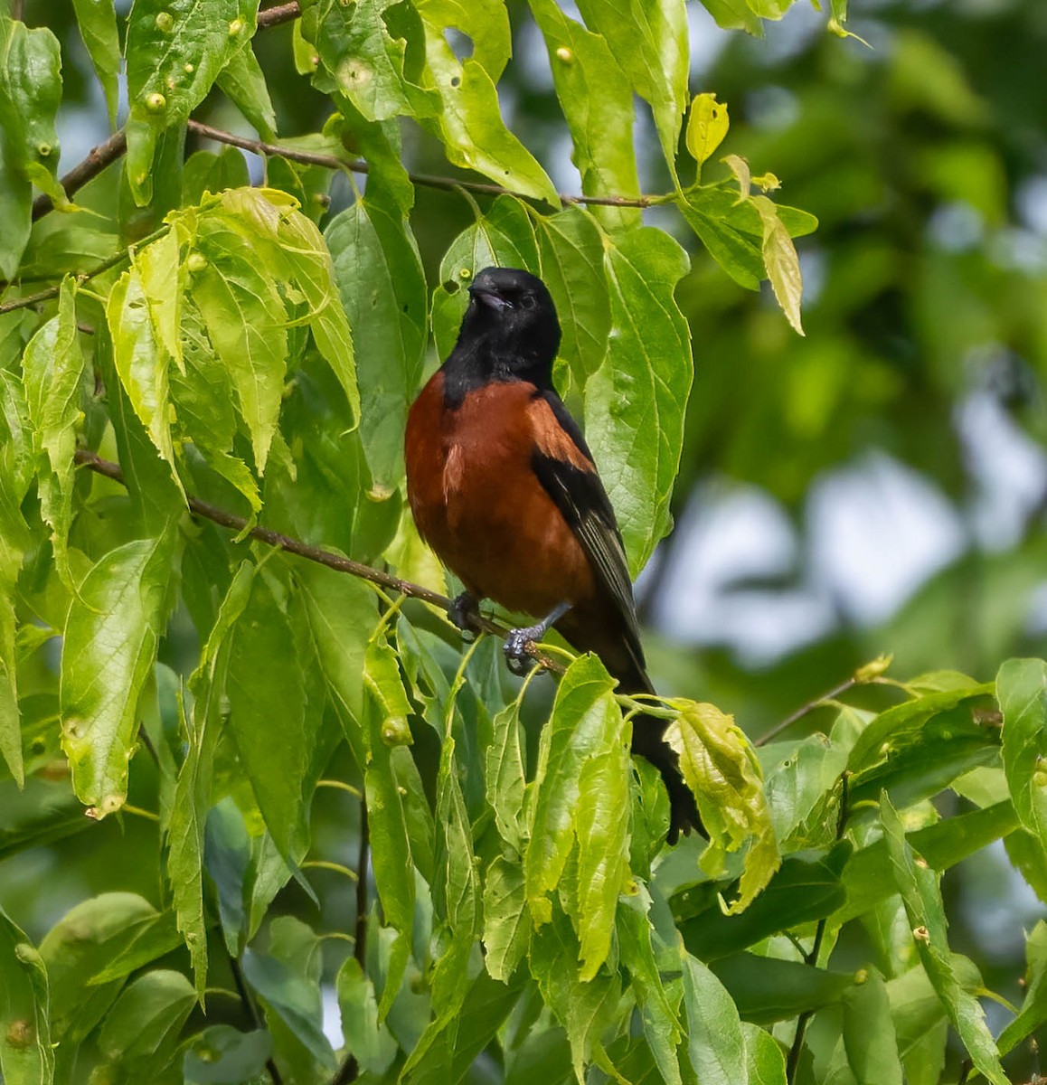 Orchard Oriole - ML620180582