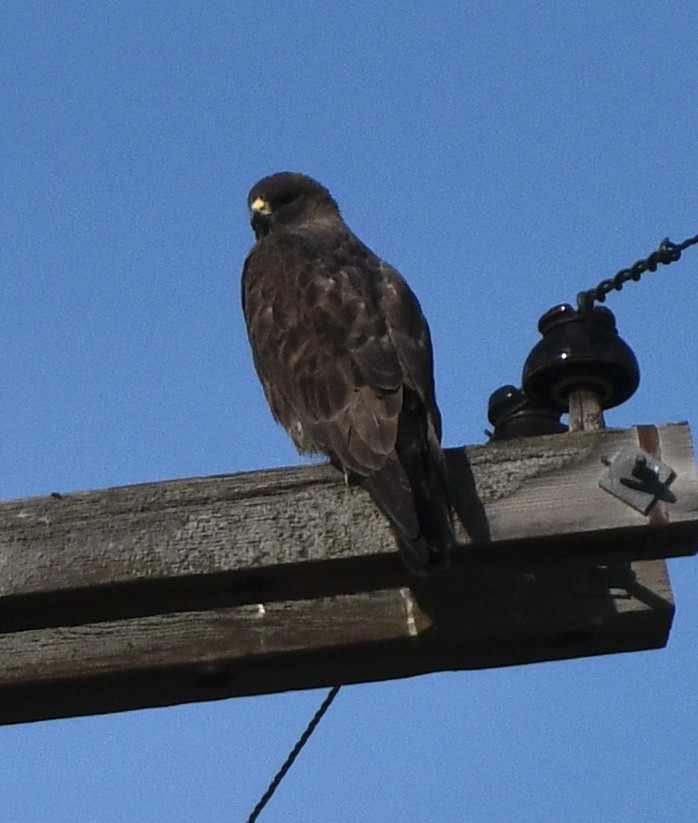 Swainson's Hawk - ML620180586