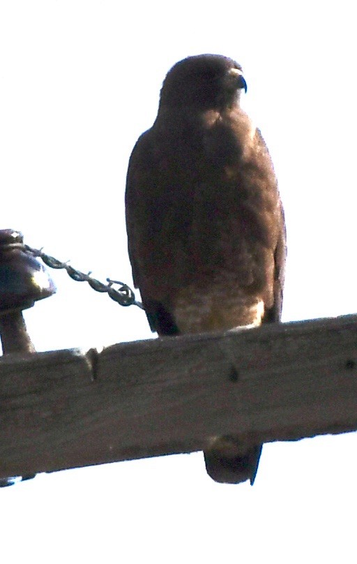 Swainson's Hawk - ML620180588