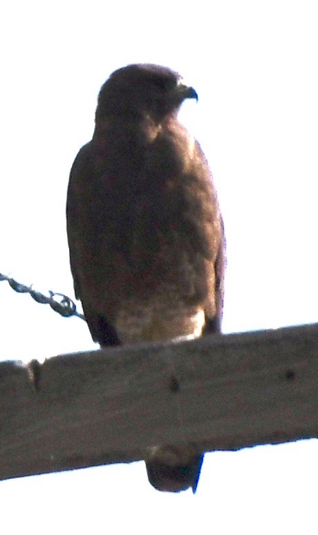 Swainson's Hawk - ML620180590