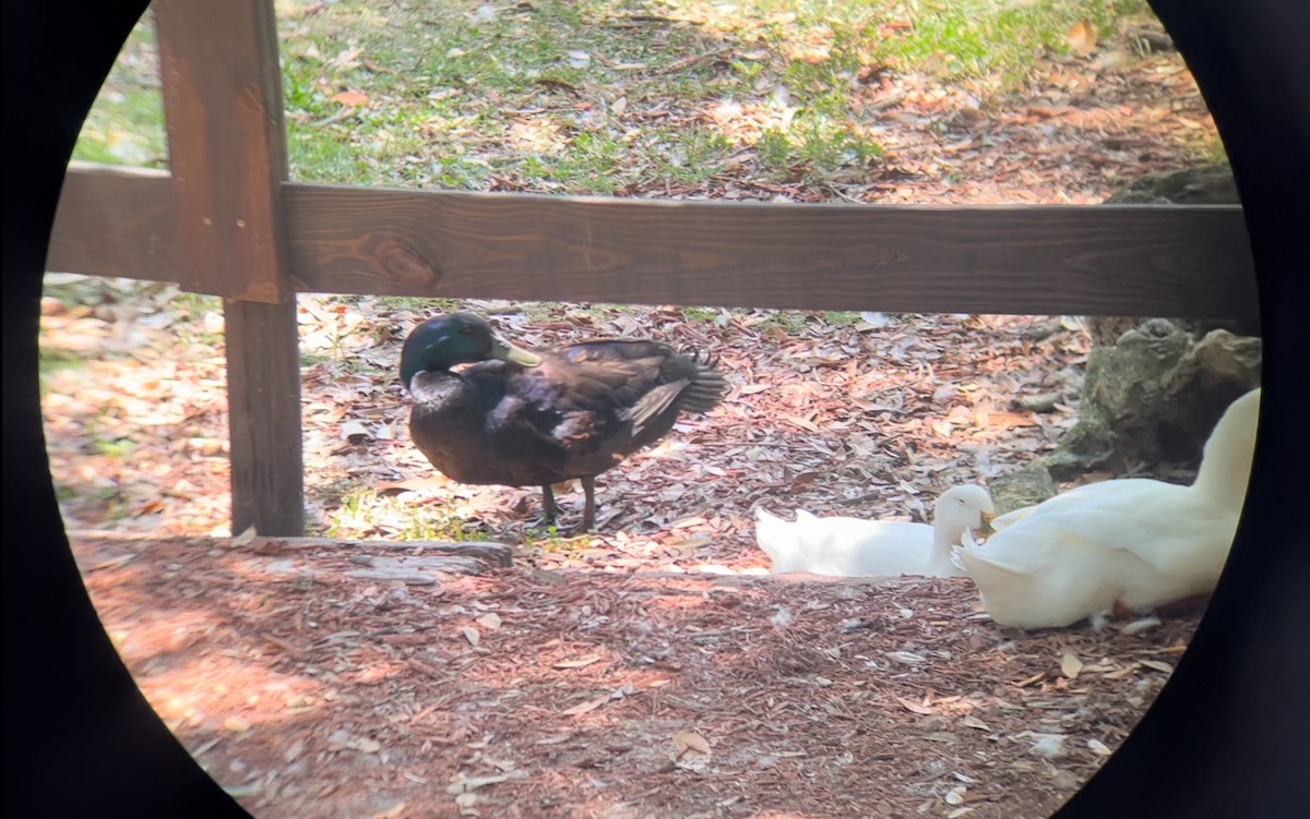 Muscovy Duck x Mallard (hybrid) - ML620180591