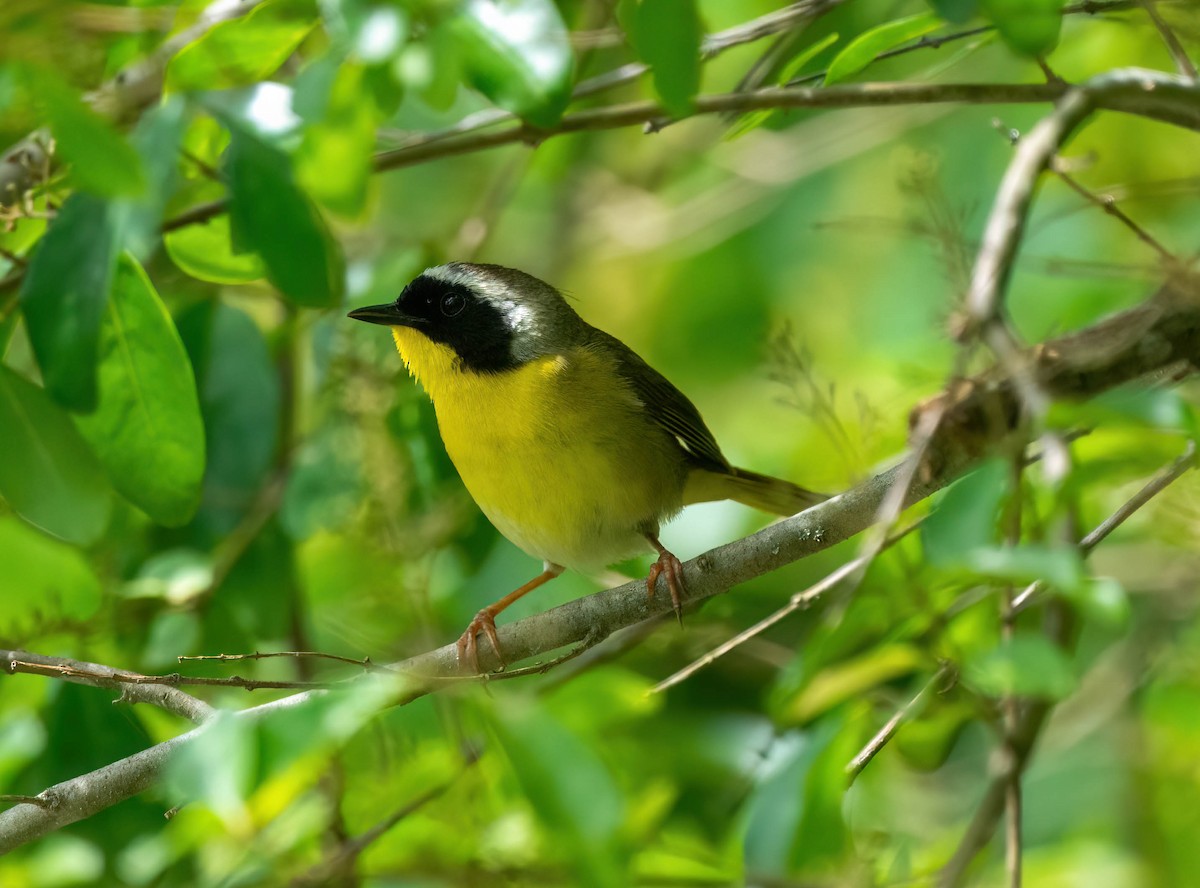 Common Yellowthroat - ML620180596