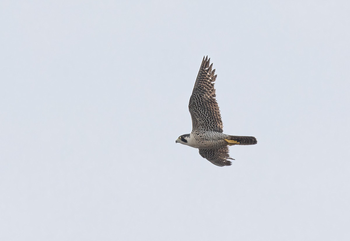 Halcón Peregrino - ML620180600