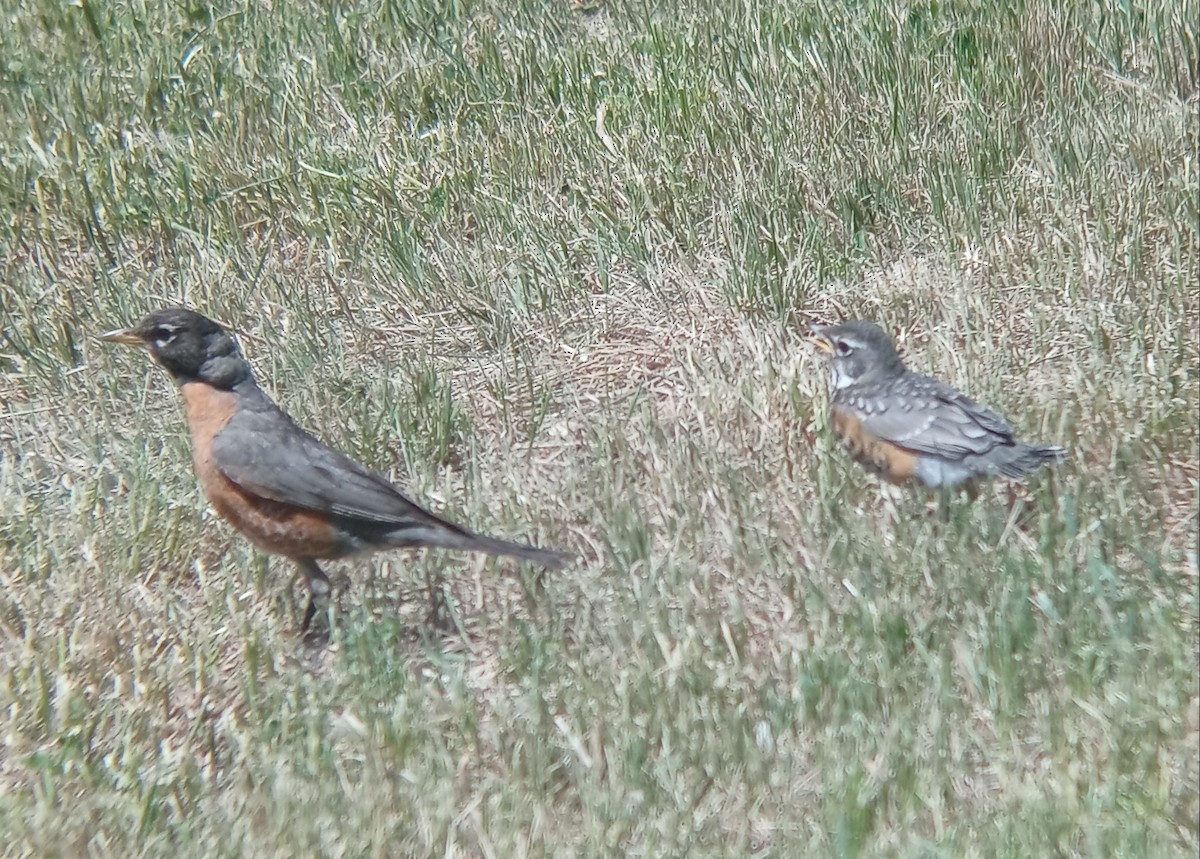 American Robin - ML620180603