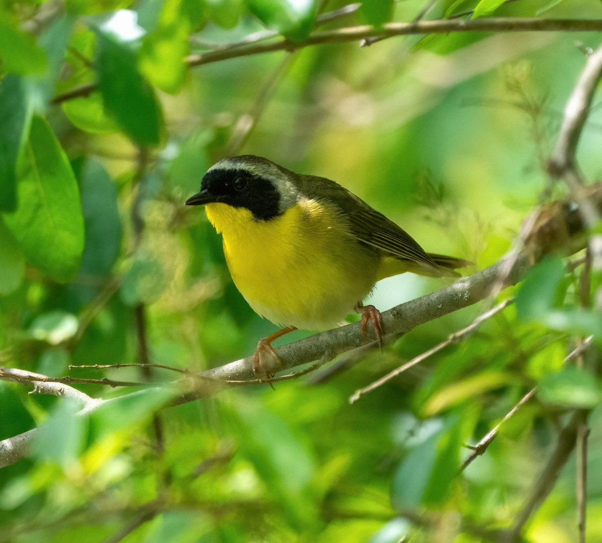 Common Yellowthroat - ML620180604