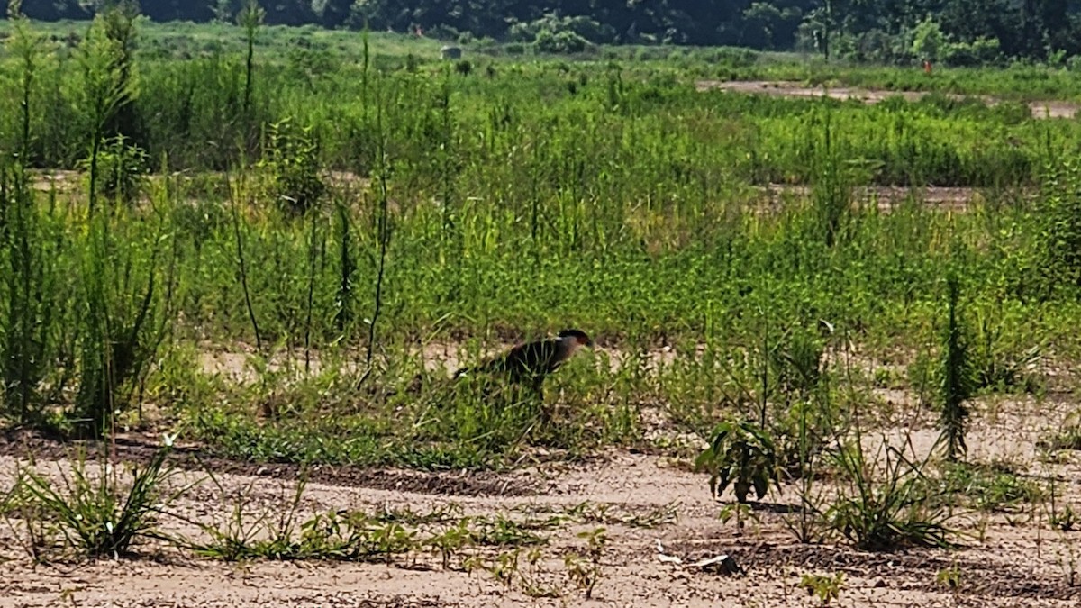 Caracara Carancho - ML620180614