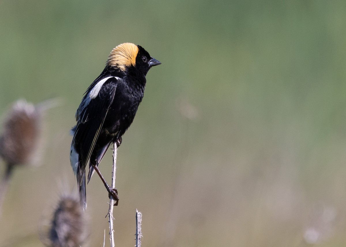 bobolink americký - ML620180620