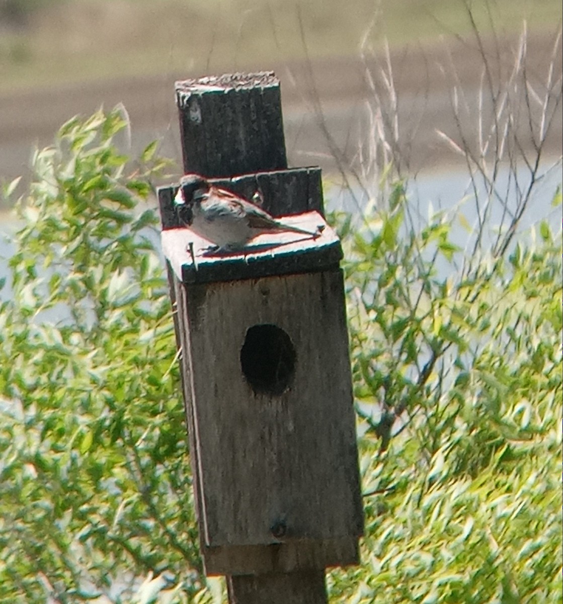 House Sparrow - ML620180622