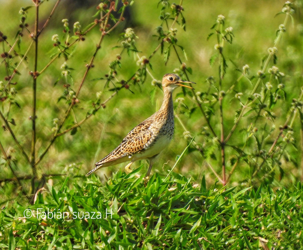 Upland Sandpiper - ML620180628