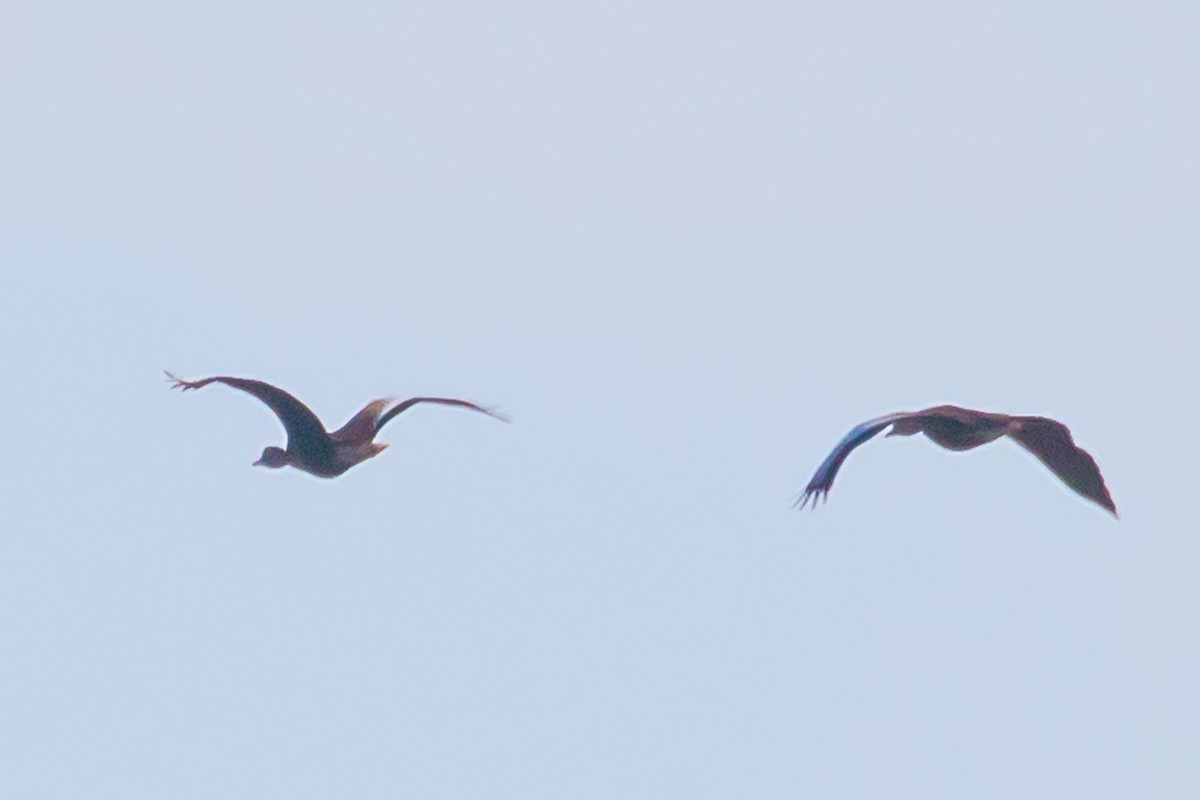 Black-bellied Whistling-Duck - ML620180630