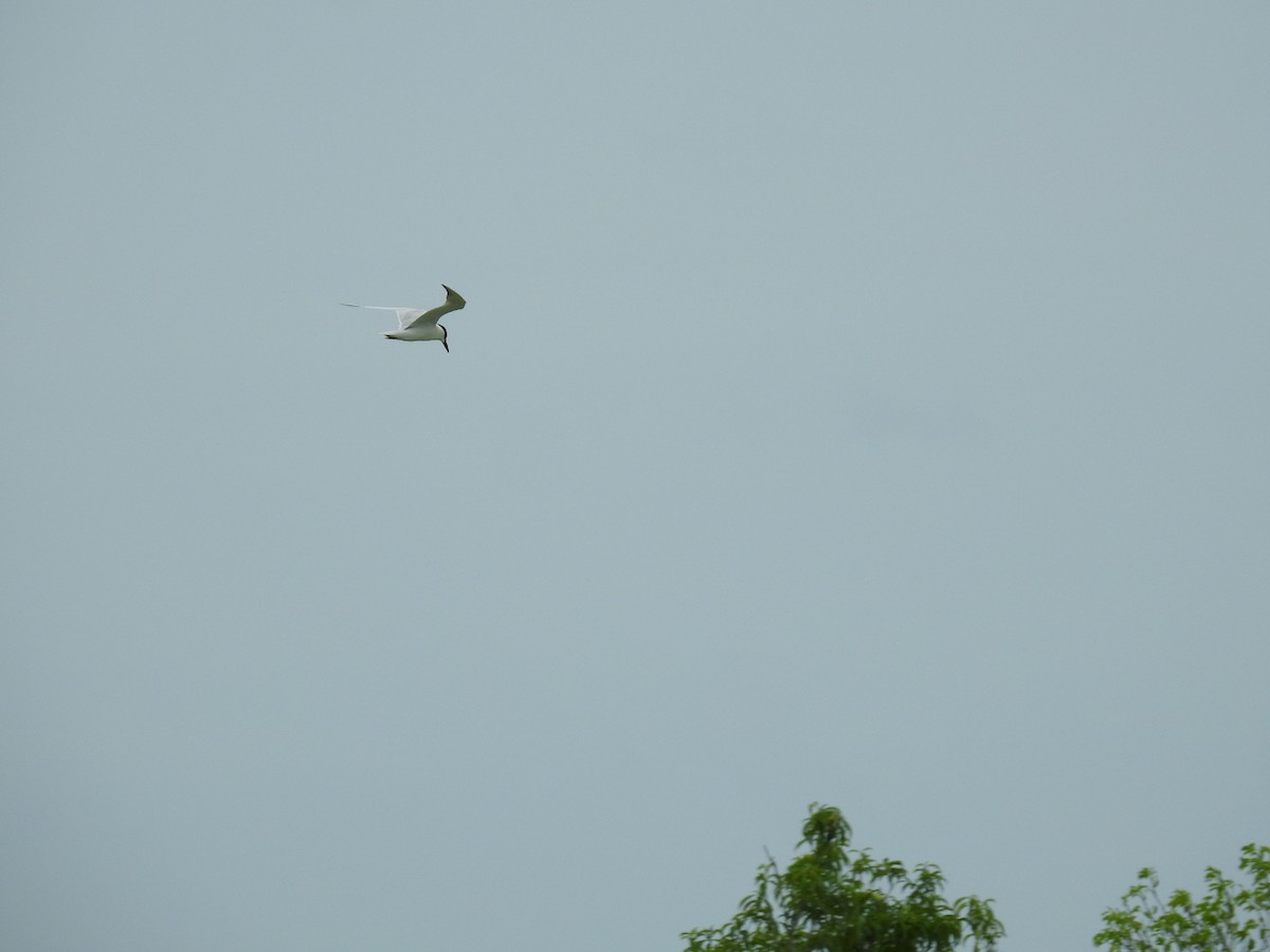 Gull-billed Tern - ML620180631