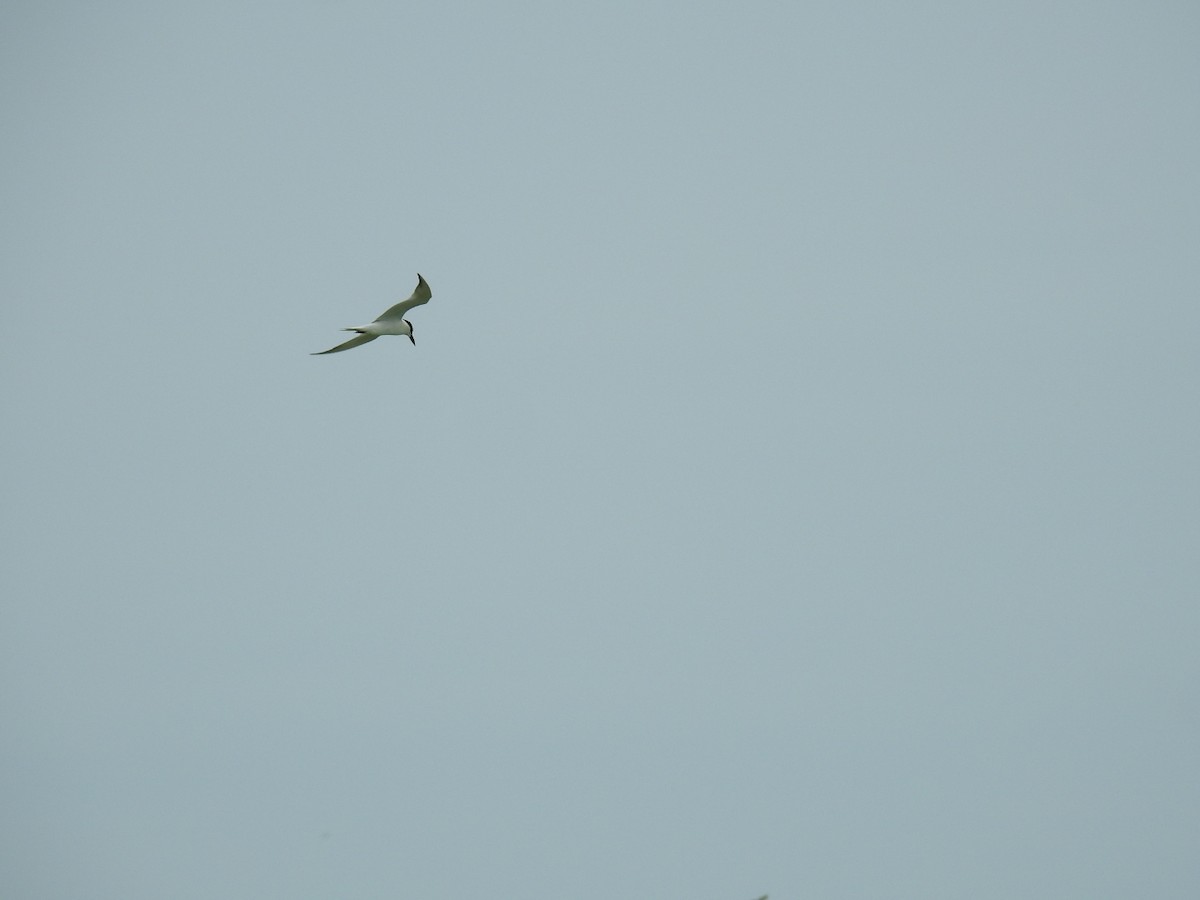 Gull-billed Tern - ML620180632