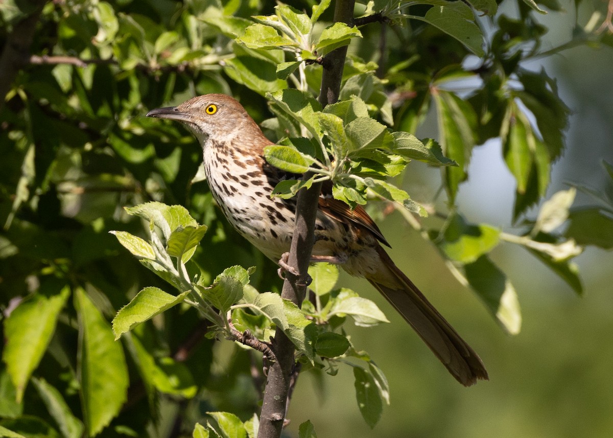 Brown Thrasher - ML620180635