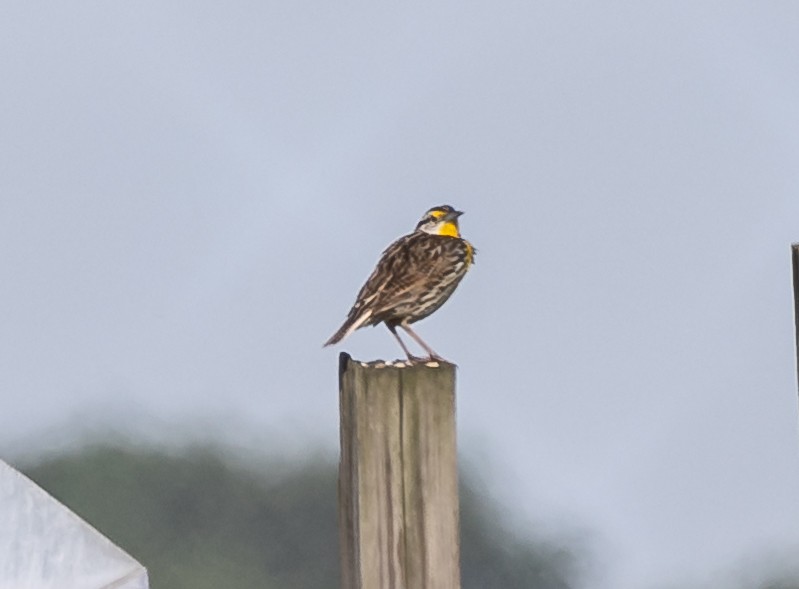 Eastern Meadowlark - Robert Bochenek