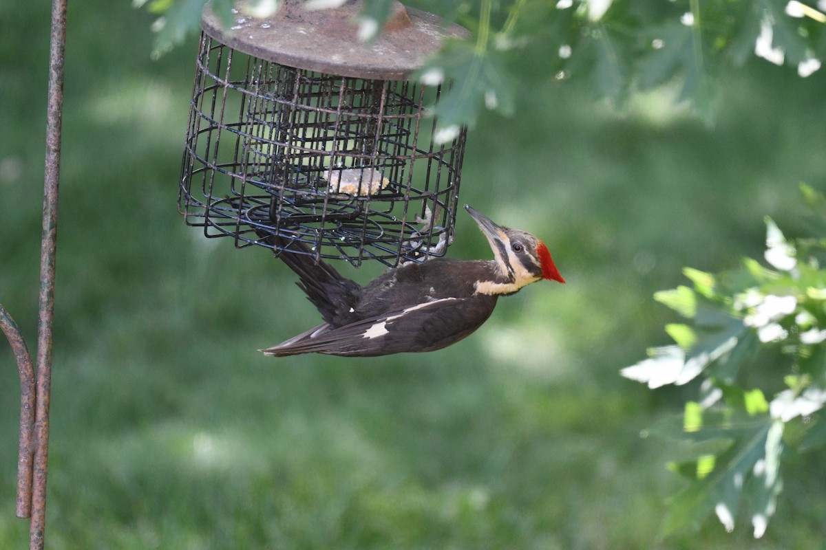 Pileated Woodpecker - Stephanie L