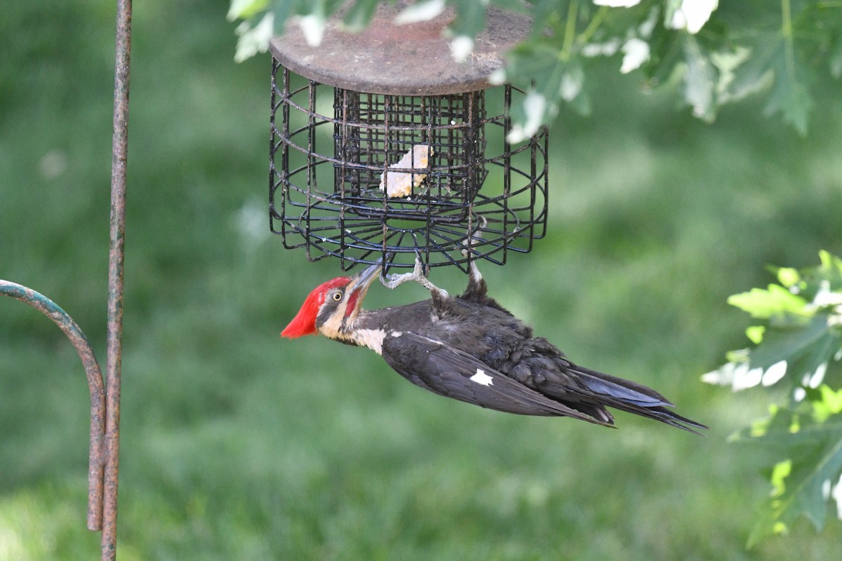 Pileated Woodpecker - ML620180638