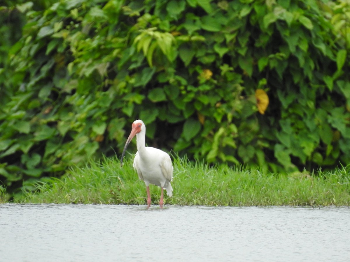 White Ibis - ML620180640