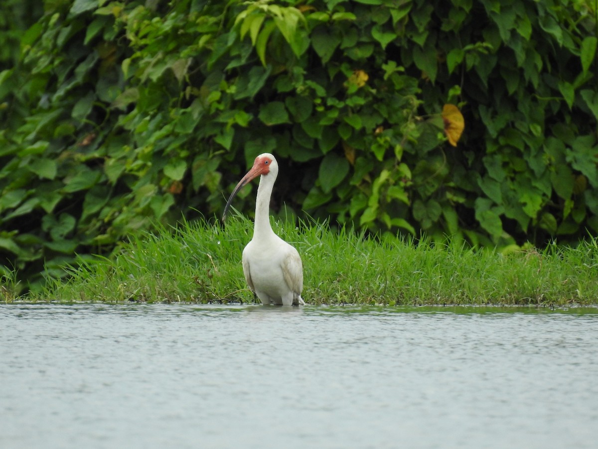 ibis bílý - ML620180641