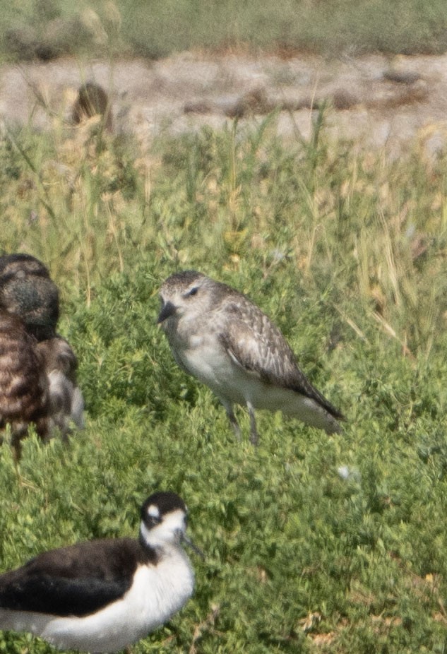 Black-bellied Plover - ML620180642