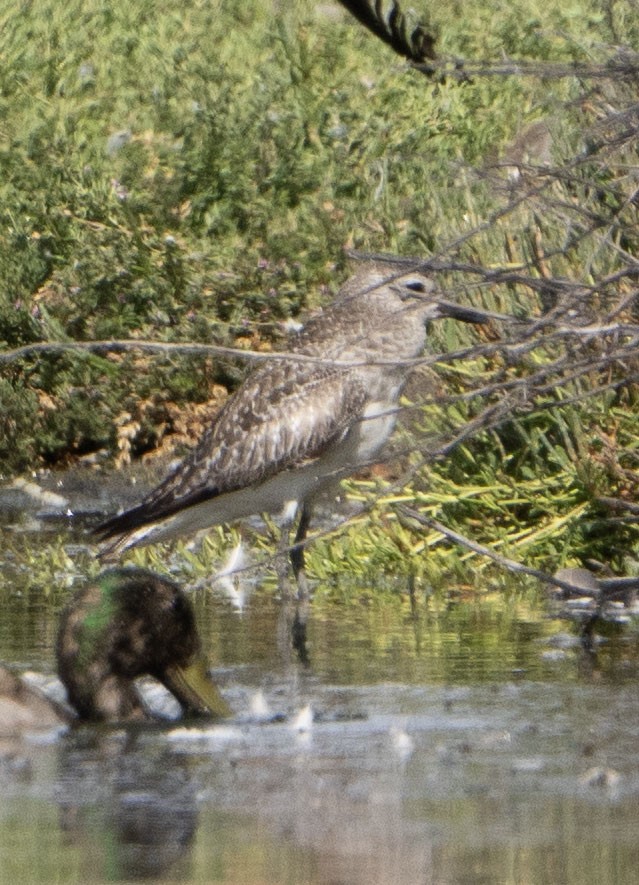 Black-bellied Plover - Bilal Al