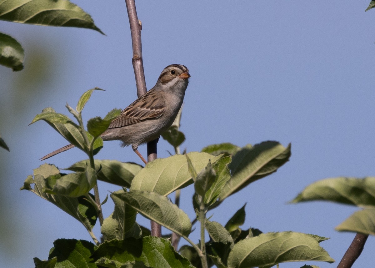 Clay-colored Sparrow - ML620180649