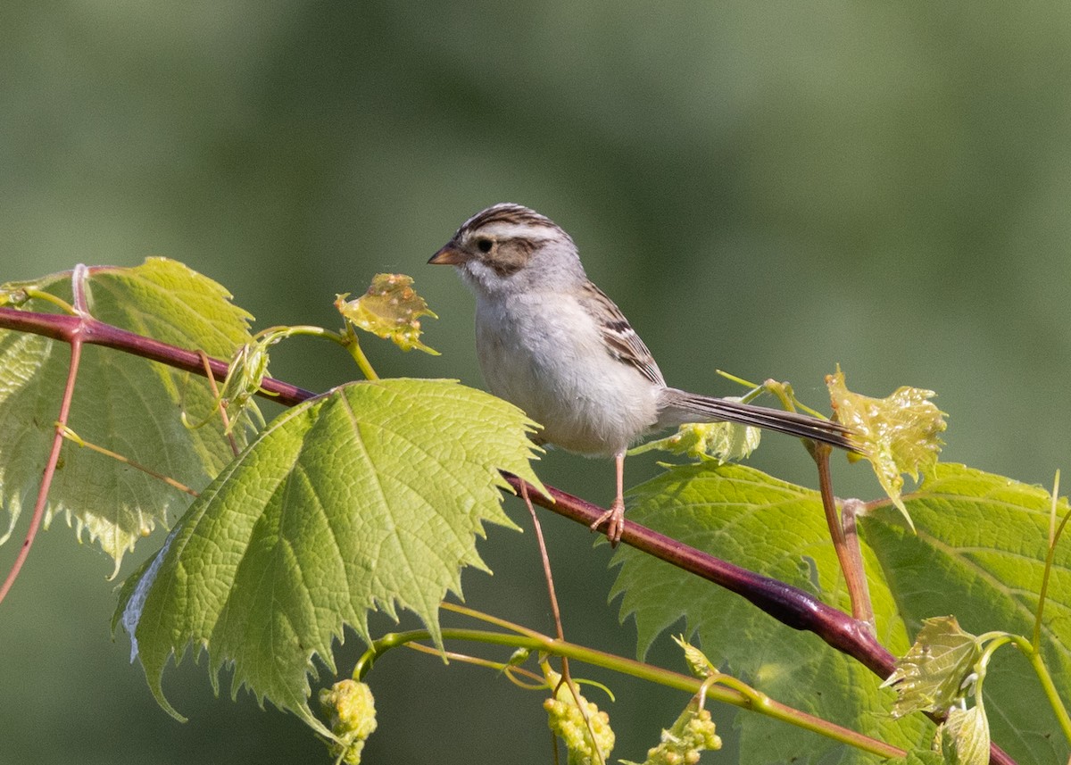 Clay-colored Sparrow - ML620180650