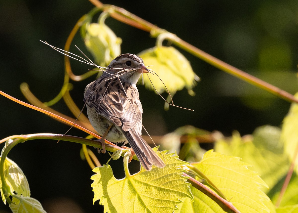 Clay-colored Sparrow - ML620180651