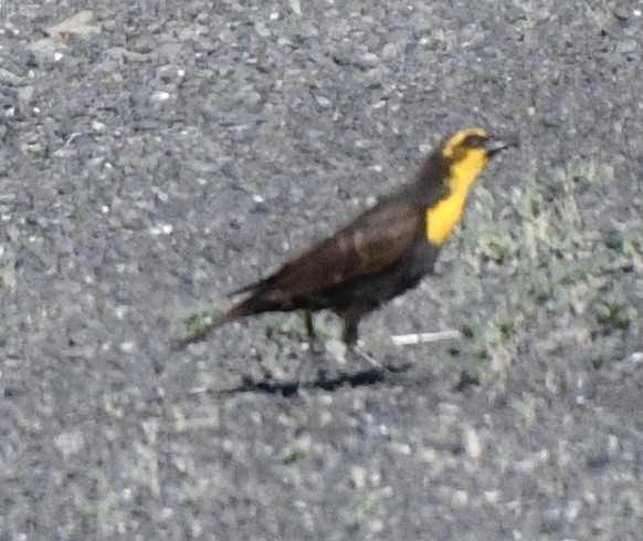 Yellow-headed Blackbird - ML620180656