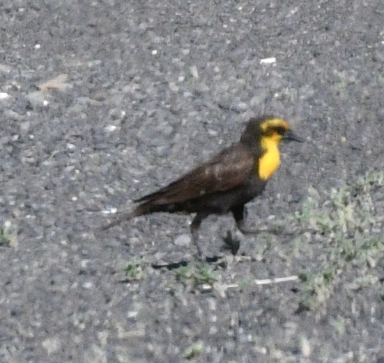 Yellow-headed Blackbird - ML620180657